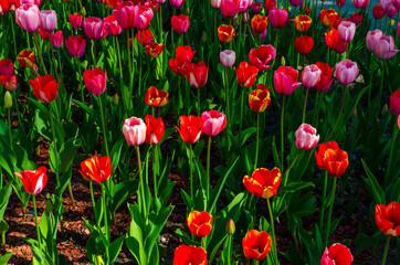 colored tulips growing in a flower bed