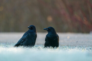 Zwei Rabenkrähen am frühen Morgen auf einer winterlichen Wiese