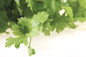 Chinese coriander