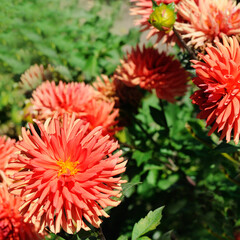 Colorful of Red dahlia flower in garden