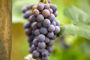 blue grapes in the garden