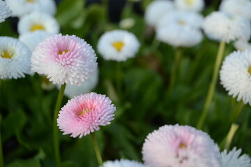 flowers in the garden