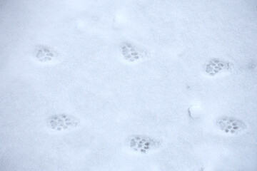 Pattes de chat dans la neige