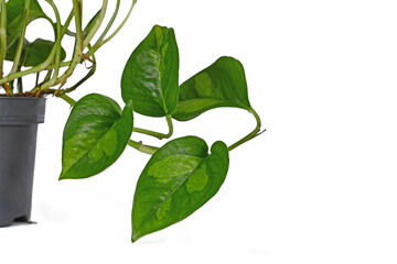Close up of leaf of  tropical 'Epipremnum Global Green' houseplant in flower pot on white background
