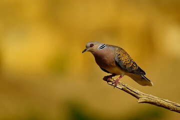 The European turtle dove is a species of columbiform bird in the Columbidae family.