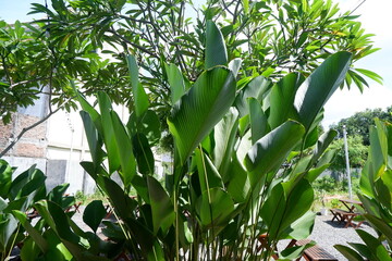 Table Decoration in the Open Garden and Long Chairs and Trees with Shady Plants in the Sun in a Restaurant