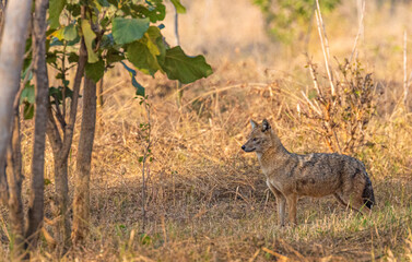 A jackal looking for a food