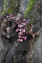 red Folige on Ivy