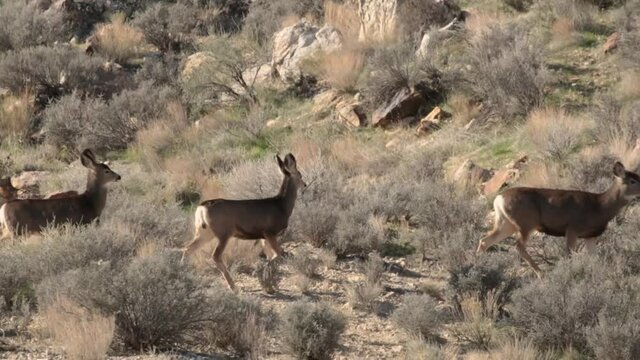 Heat waves shimmer in  the desert of Southern Utah as a group of mule deer walk through the sagebrush from left to right.