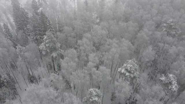 Flying over a snowy forest in the fog. Cold and gloomy view of the ice trees