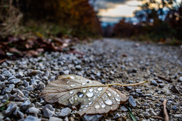 Beautiful waterdrops on autumnleaf on the road