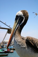 pelican on the beach