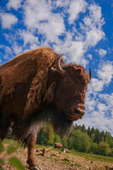 A large bison with brown fur against a blue sky in clouds and a forest on a summer day © Людмила Щетинина
