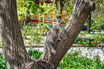 Cute gray cat with green eyes and pink nose, standing on a tree branch, bird hunting 