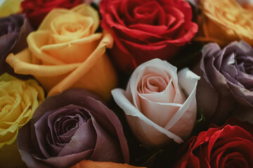 Beautiful colorful natural roses arrangement bouquet background