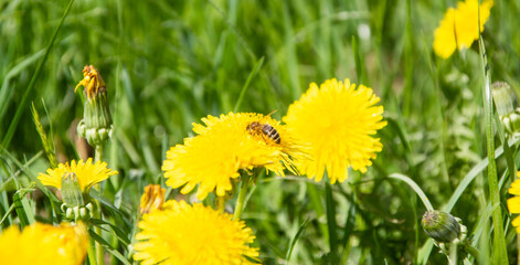 Nahaufnahme einer einzelnen Biene auf einem Löwenzahn mit Gras im Hintergrund