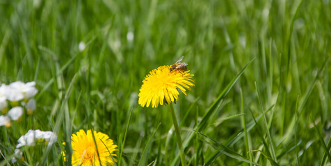 Nahaufnahme Biene auf Löwenzahn mit grünem Gras im Hintergrund