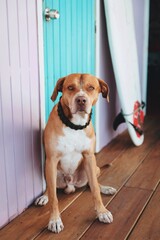 Dog in front of a cabin