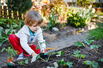 Little boy planting seeds and strawberry and tomato seedlings in vegetable garden, outdoors. Happy...