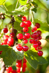 Macro shot of ripening red currant berries. High quality photo. Red ripe berries, close-up