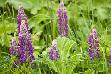 Purple lupins. Beautiful colorful blooming lupine flower on green background. Flower field