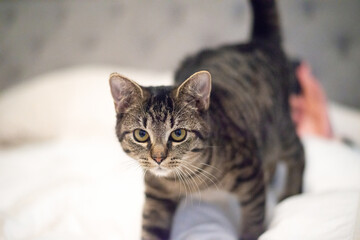 cat time for bedding on a white puffy blankets