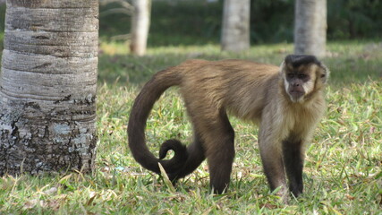 baboon sitting on the ground