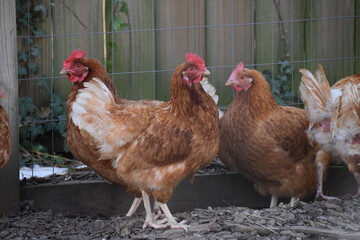 red chickens hens rhode island red profile eyes 