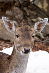 Close up of the head of a deer in winter