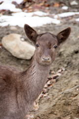 Close up of the head of a deer in winter
