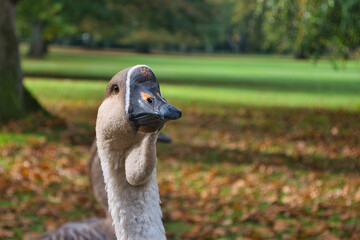 Bd Driburg - gräflicher Park - Toulouser Gans