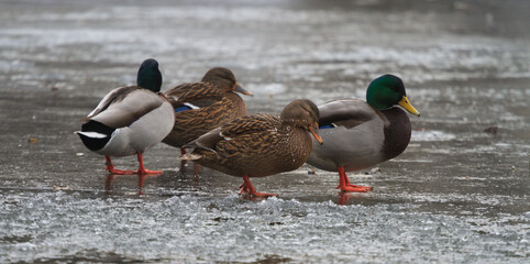 Mallard ducks on the ice
