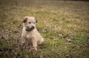 Chiot labrit bergers des Pyrénées 