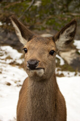 Close up of the head of a deer in winter