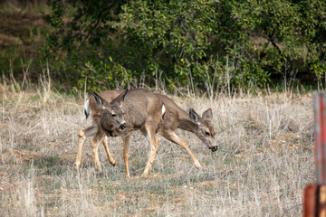 Naklejka na ściany i meble Female Doe Mule Deer Browsing in the Californias Hills