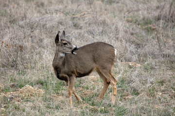 Female Doe Mule Deers Browsing in the Californias Hills