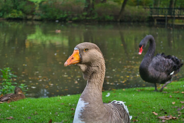 Bd Driburg - gräflicher Park - Toulouser Gans
