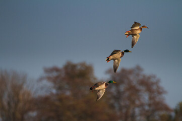 Mallard ducks in flight