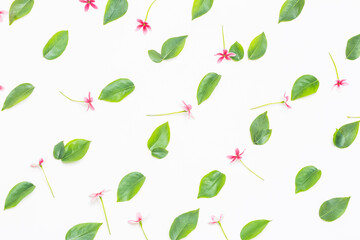 Cute little green leavesma flowers on white background, green nature pattern background