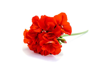Flower red geranium isolated on white background