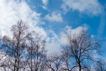 Bare trees on background of blue sky with light white clouds