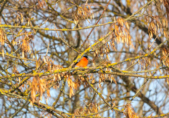Beautiful little bullfinch sits on a frozen maple branch in the park