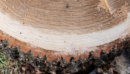 Close-up freshly cut wood texture on blurred background