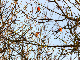 Three beautiful little bullfinch sits on a frozen maple branch in the park