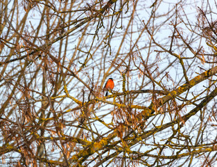 Beautiful little bullfinch sits on a frozen maple branch in the park