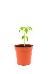 Tomato sprout in a pot isolated on a white background. Seedlings grown in pots. Balcony gardening concept. Vertical photo