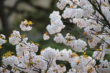 桜