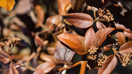 autumn leaves on the ground
