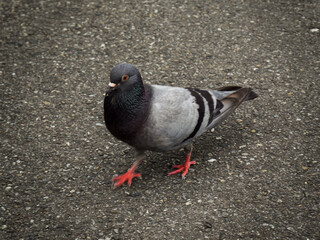 High definition shot of a pigeon with light and dark coloured feathers and red feet