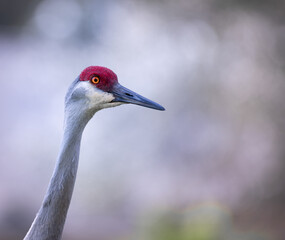 close up portrait of a sandhill crane 4